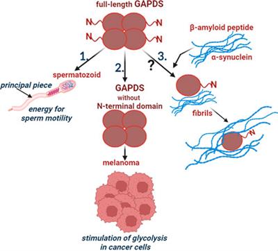 The role of sperm-specific glyceraldehyde-3-phosphate dehydrogenase in the development of pathologies—from asthenozoospermia to carcinogenesis